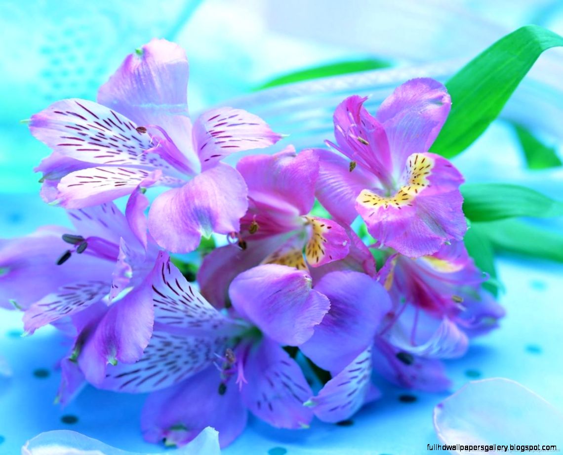 Download Freesia Flower Wallpaper For Samsung Galaxy - Download Freesia Flowers - HD Wallpaper 