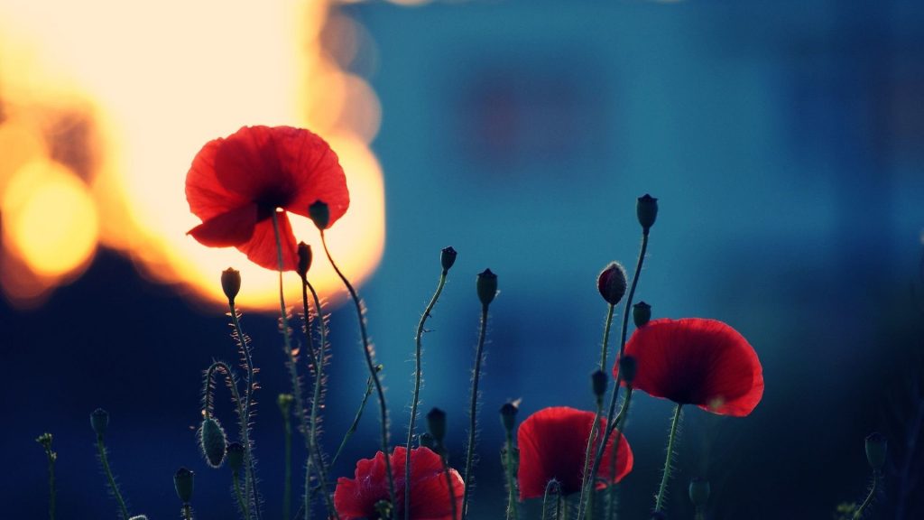 Poppy Flower Wallpaper New Poppy Flower Wallpaper Samsung - Red Poppies - HD Wallpaper 