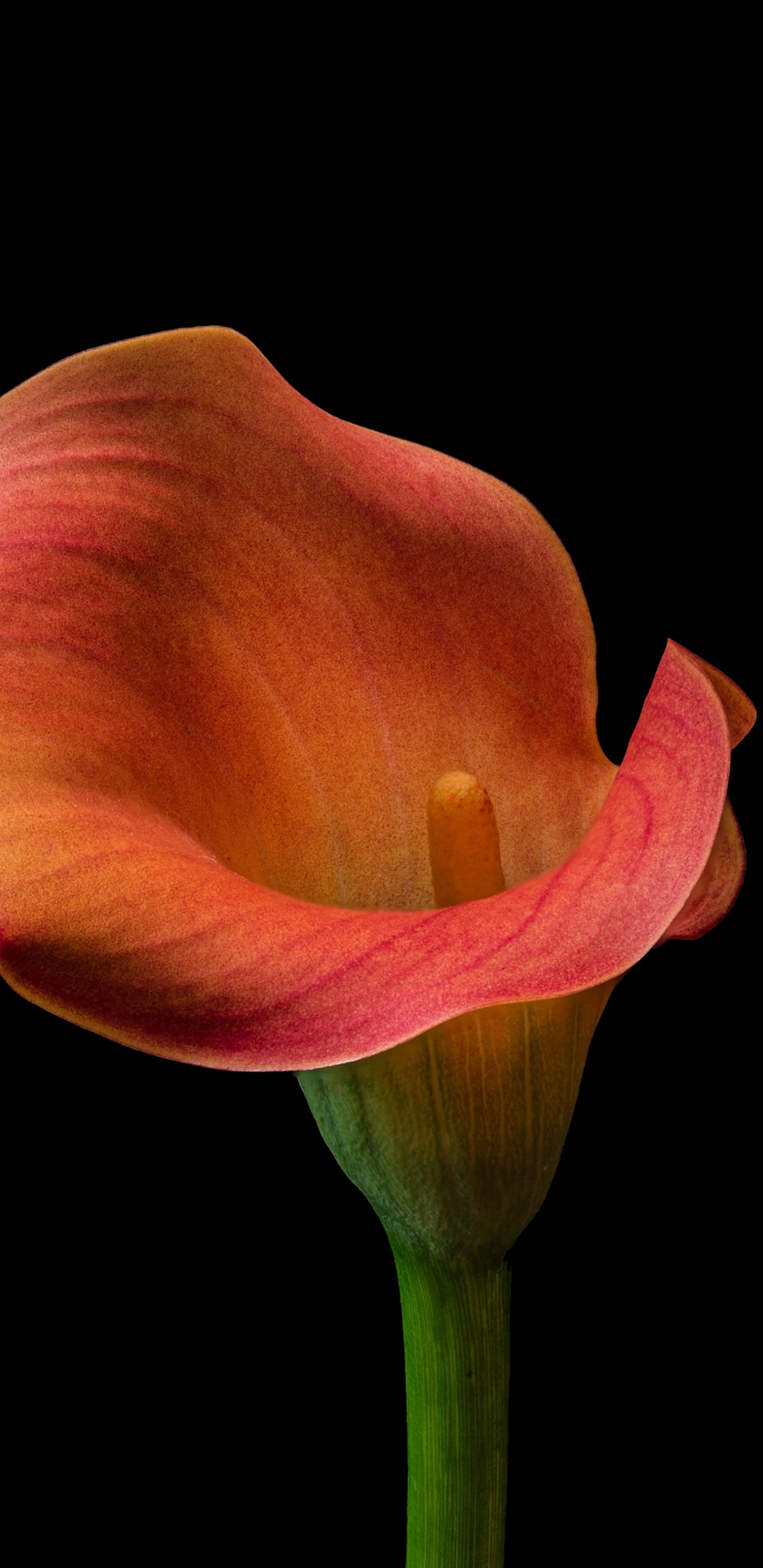 Calla Lily - 1440x2960 Wallpaper - teahub.io