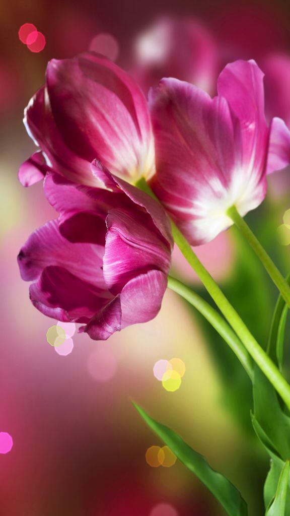 Flower Wallpaper Hd For Mobile - HD Wallpaper 