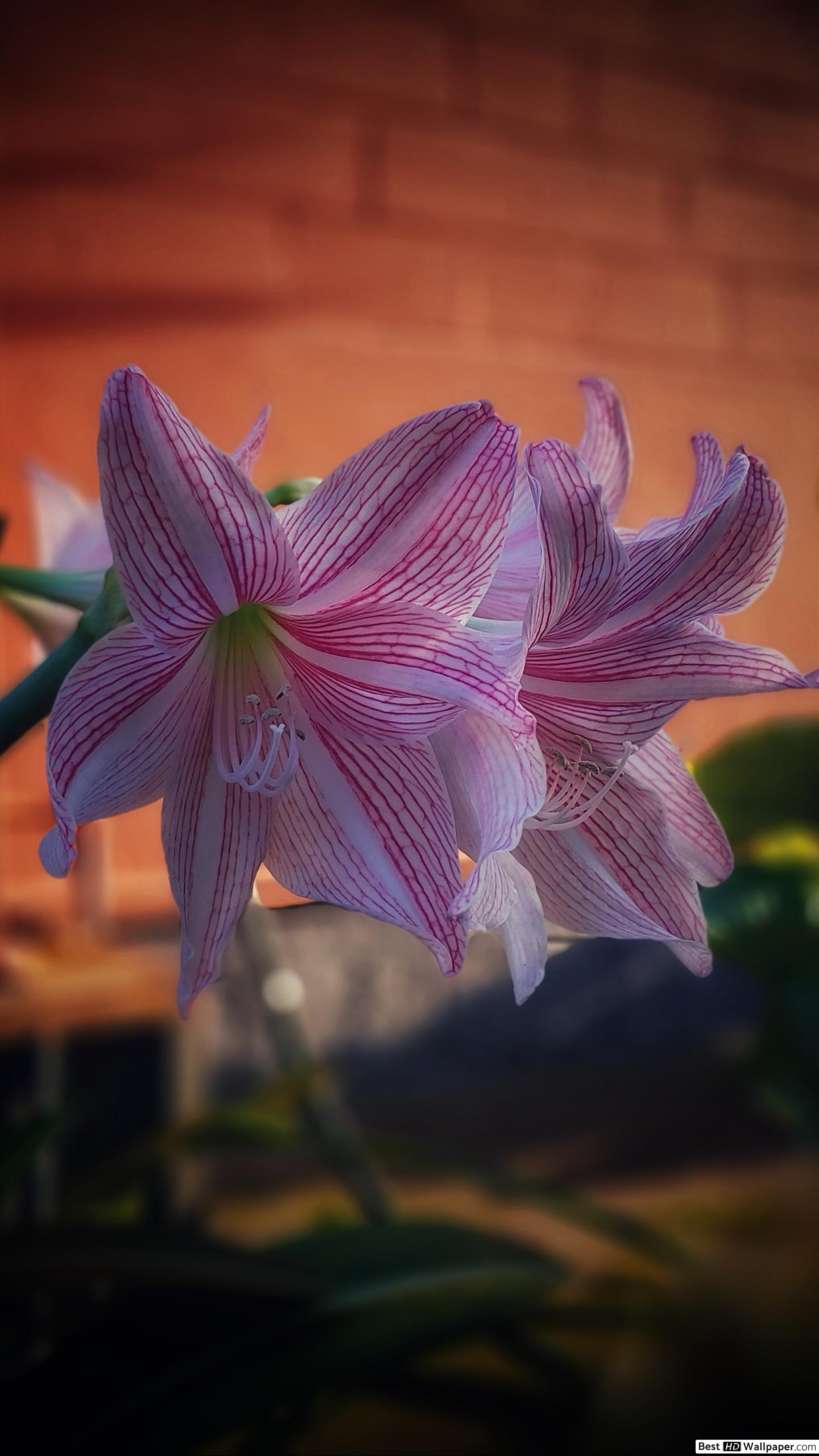 Samsung Galaxy S5 - HD Wallpaper 