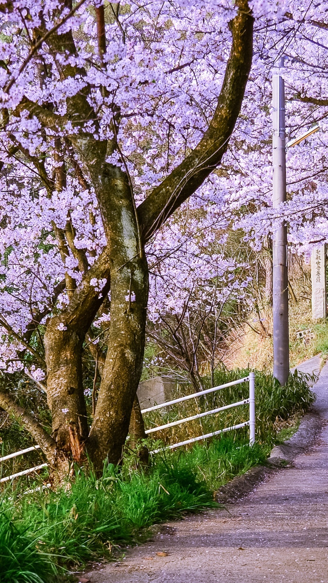 Cannot Be Cured Must Be Endured - HD Wallpaper 