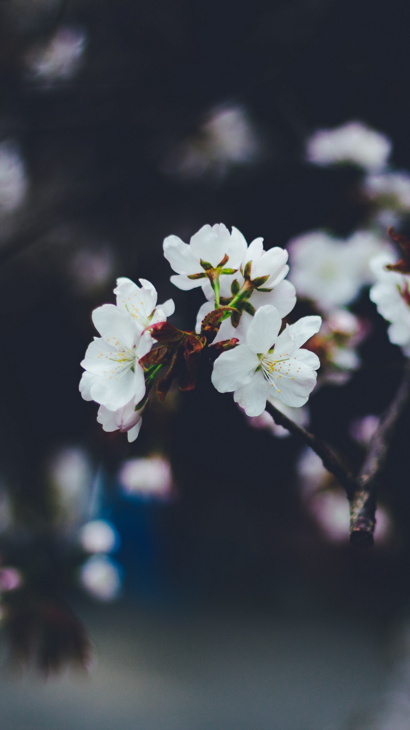 Wallpaper Flowers, Spring, Bloom, Blur, Branches - Kisi Ko Keh Kar Apna Banaya Nahi Jata - HD Wallpaper 