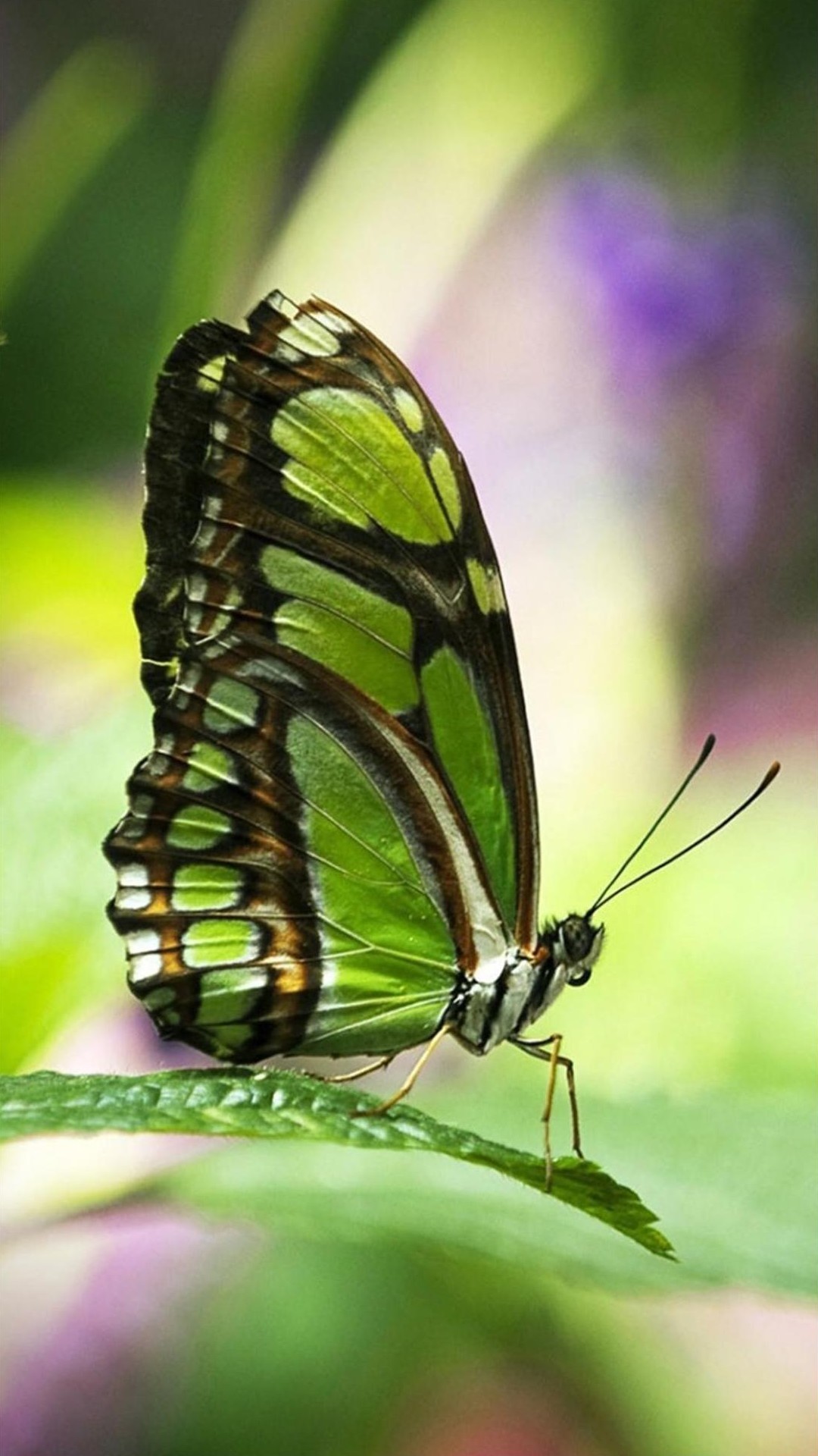 Wallpapers Butterfly Android - Full Hd Butterfly Wallpaper Hd - HD Wallpaper 