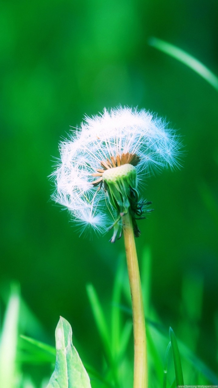 Dandelion - HD Wallpaper 
