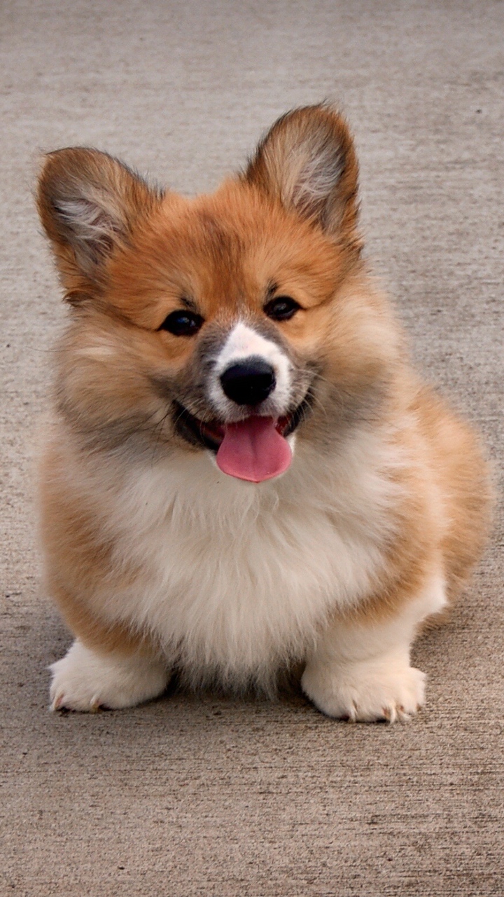 Wallpaper Welsh Corgi, Puppy, Dog, Cute - Cute Fluffy Corgi Puppies - HD Wallpaper 