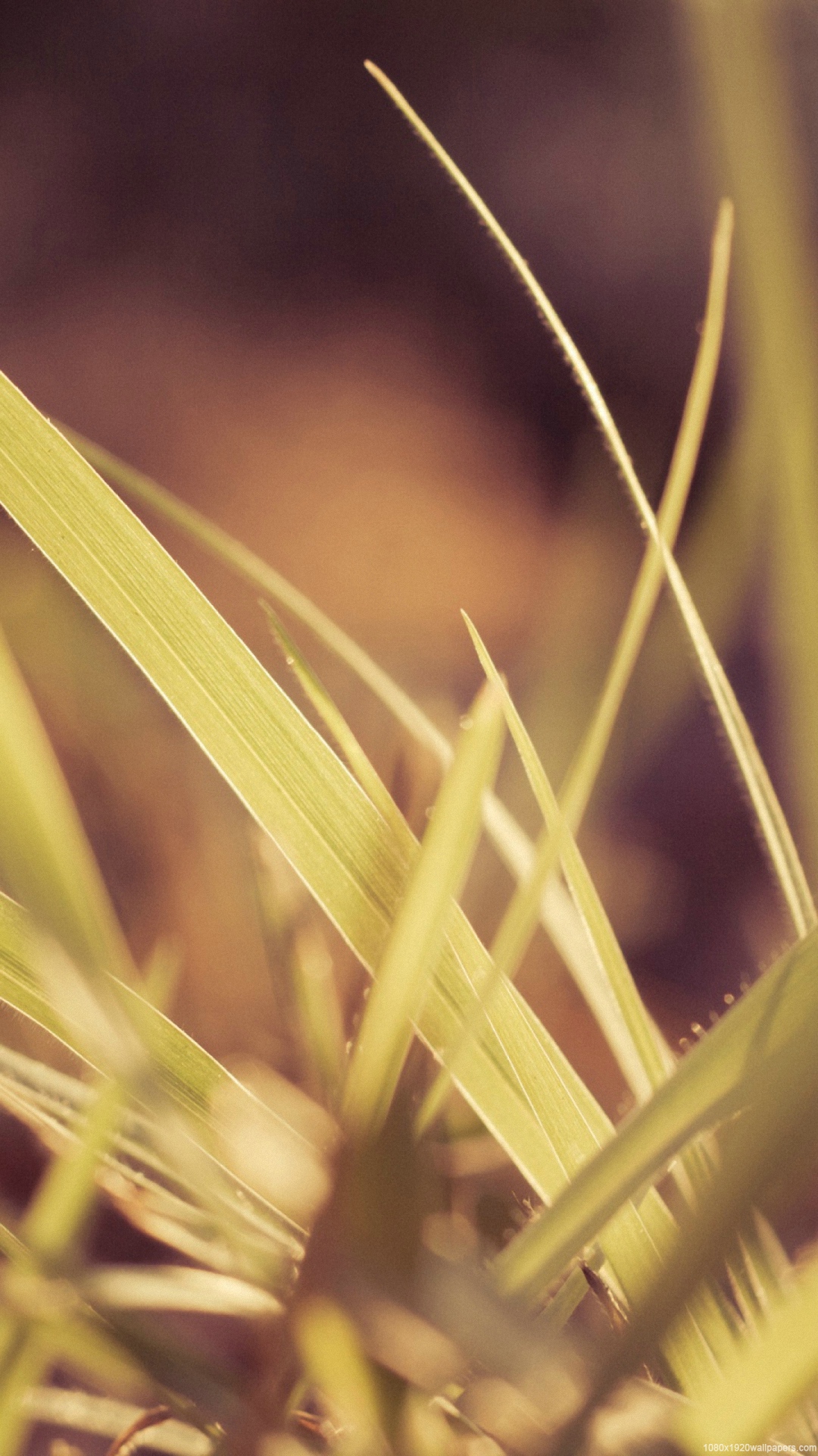 Plant Wallpapers Hd - Wallpaper - HD Wallpaper 