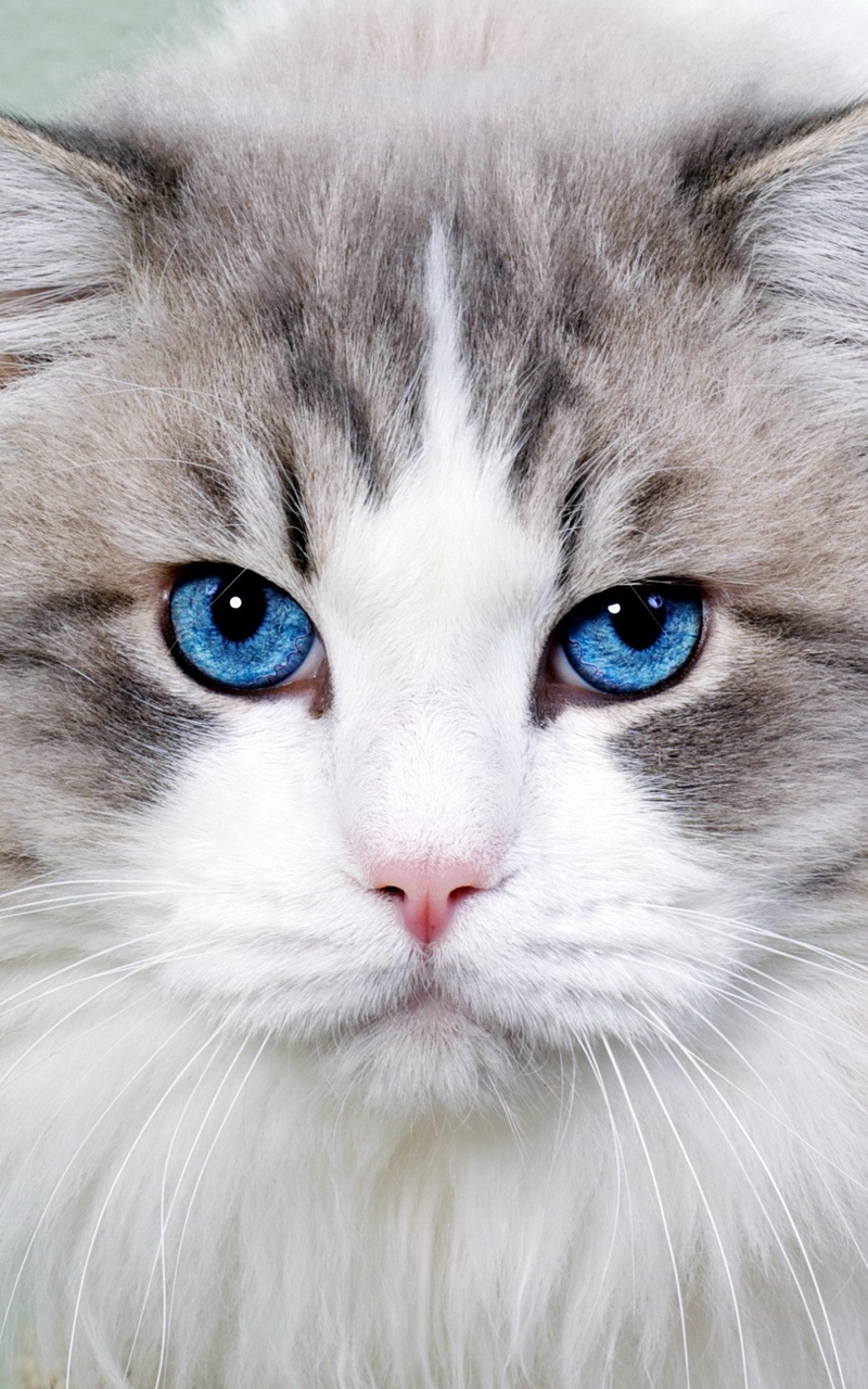 Wallpaper Cat, Fluffy, Blue-eyed, Face, Cute - Blue Eye Beautiful Cat Face - HD Wallpaper 