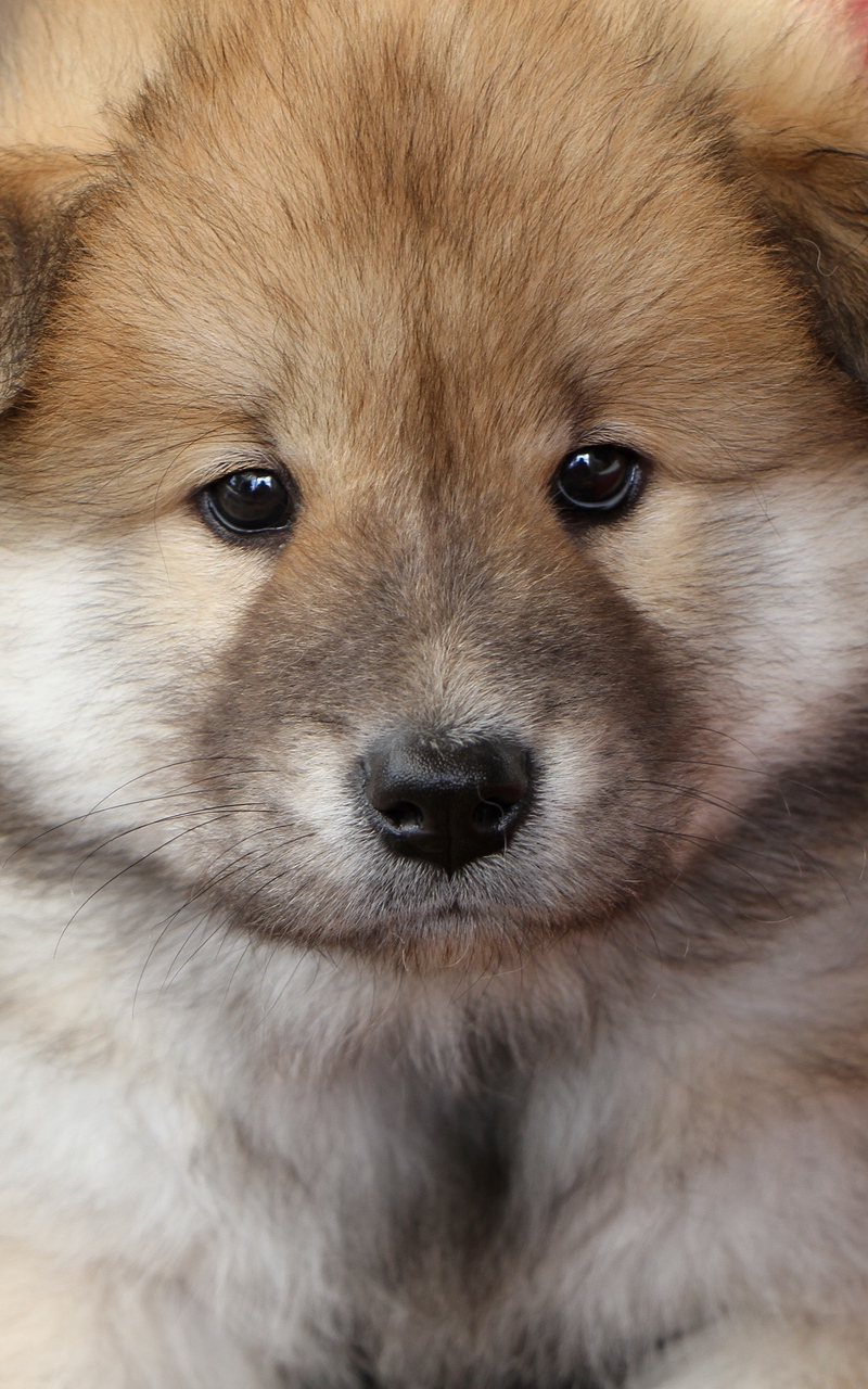 Wallpaper Puppy, Muzzle, Dog, Cute - Cute Wallpaper Of Dogs - HD Wallpaper 