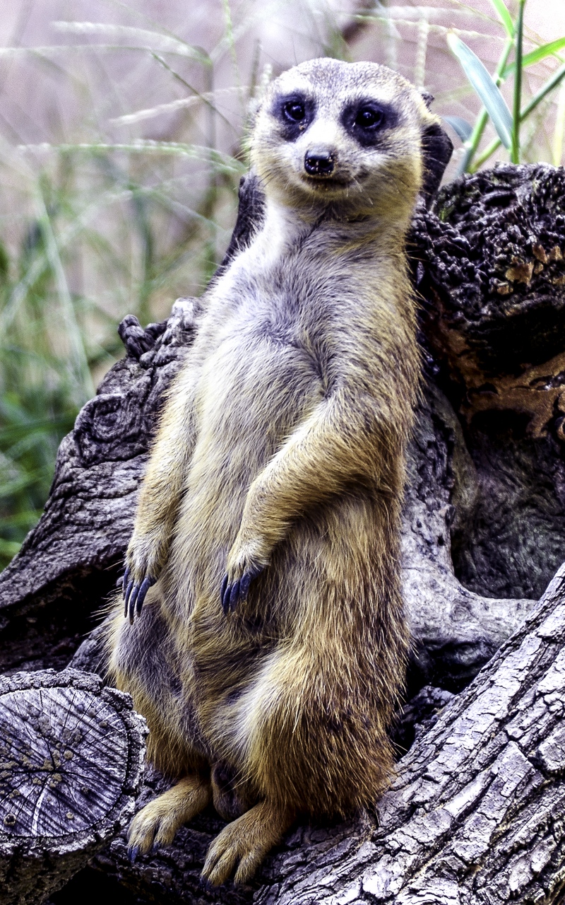 Wallpaper Meerkat, Posing, Funny, Cute - Funny Animal - HD Wallpaper 