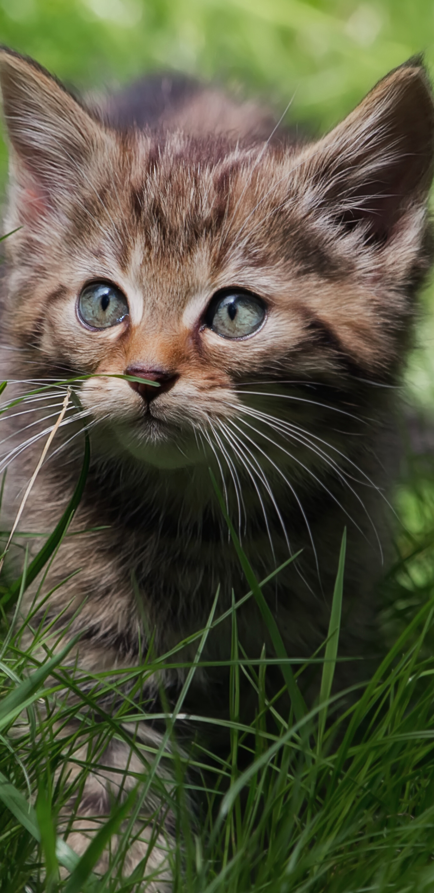 Cat - HD Wallpaper 