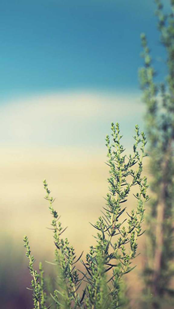 Samsung Galaxy S8 Nature Wallpaper Hd 2018 Nr27 - Lavandula Dentata - HD Wallpaper 