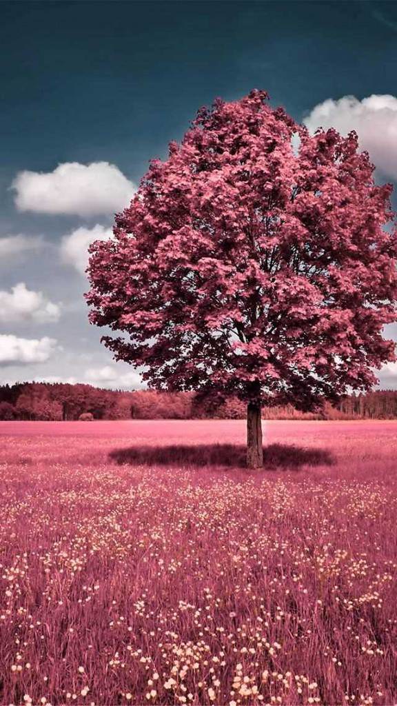 Nature Samsung Wallpaper Hd - HD Wallpaper 