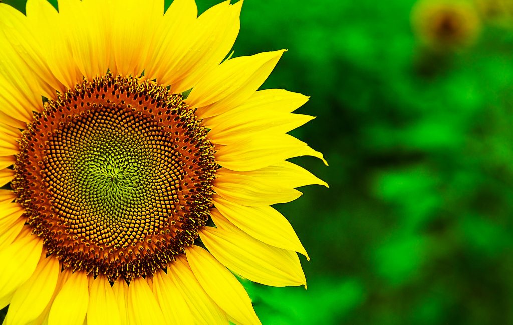 Cool Nature Photos Nature Wallpaper For Samsung Hd - Best Wallpapers Nature Hd - HD Wallpaper 