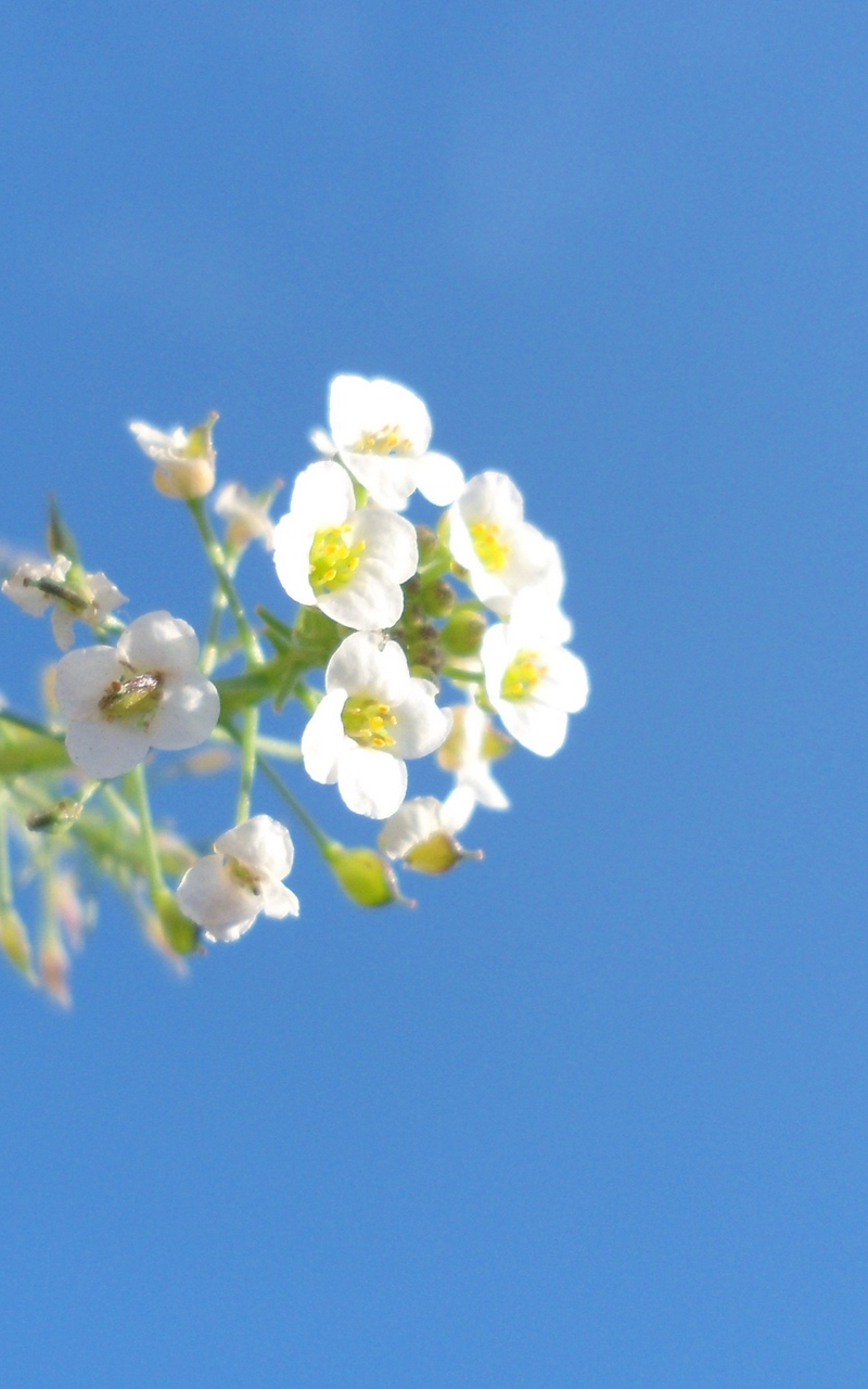 Wallpaper Flower, Macro, Sky, Beautiful, Blue - Wallpaper - HD Wallpaper 