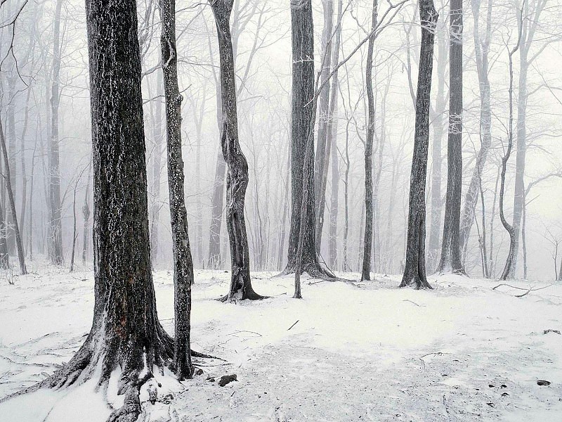 The White Forest Wallpaper - Snow Forest - HD Wallpaper 