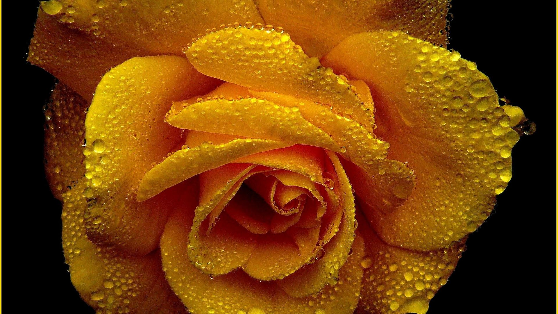 Yellow Rose With Water Drops Dark Background - Yellow Flower With Water Droplets - HD Wallpaper 
