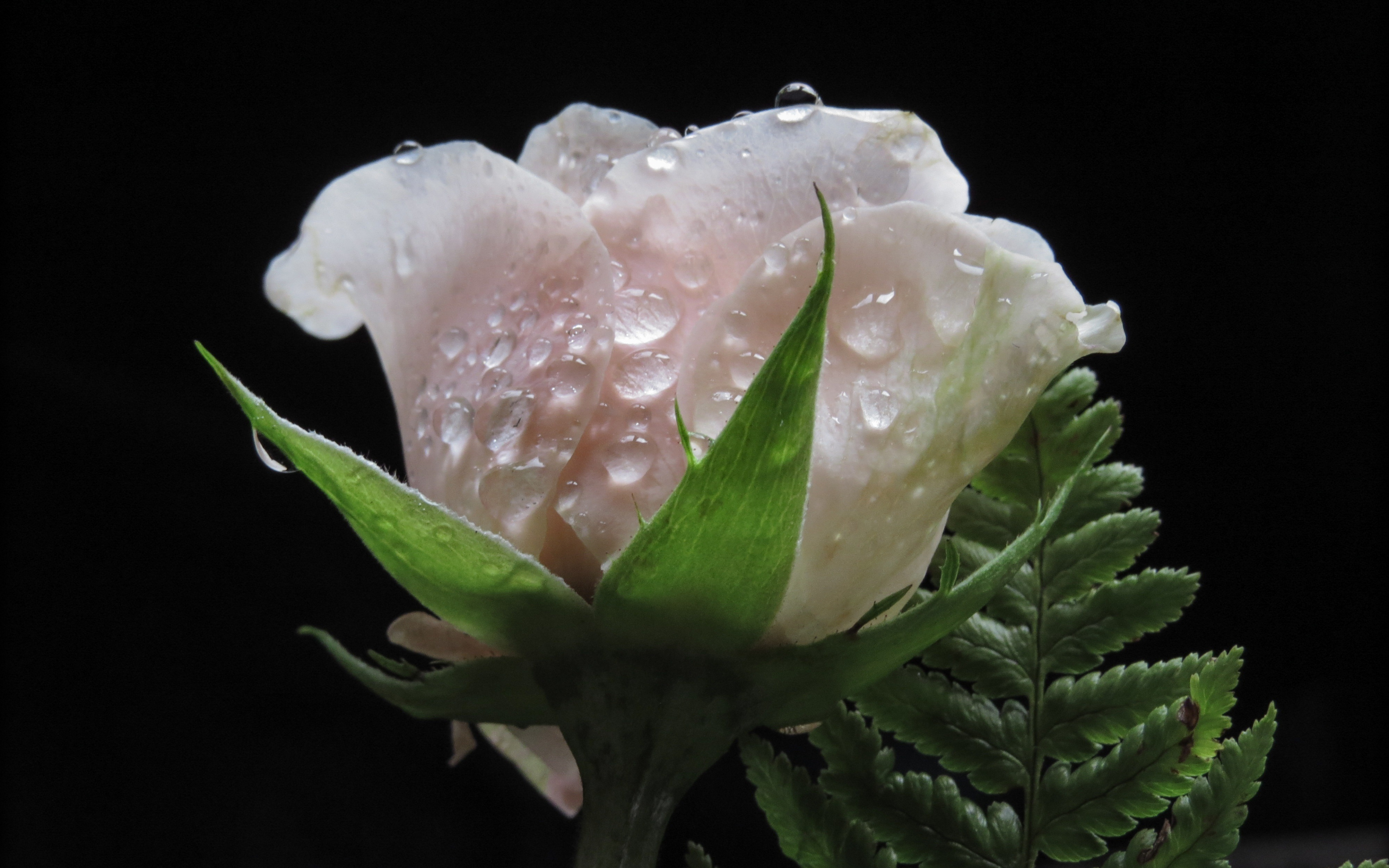 White Rose, Water Drops, Close Up, Wallpaper - Rose Image Water Drop - HD Wallpaper 