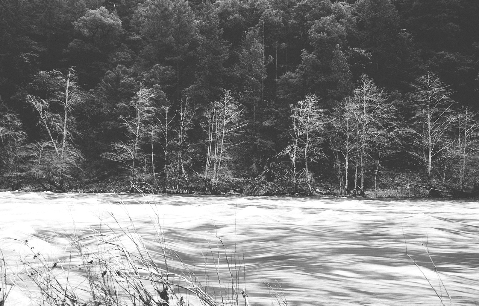 Black And White Snow Forest - HD Wallpaper 