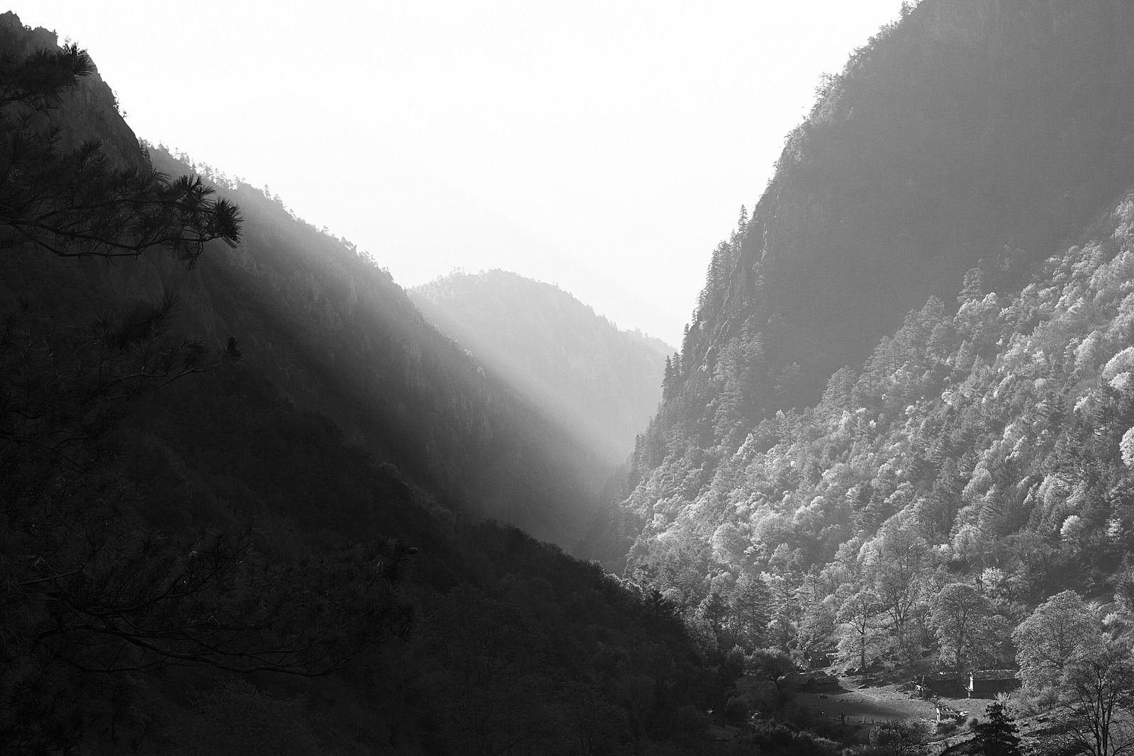 Nature Landscape Trees Mountains Black And White Forest - Black And White Hills - HD Wallpaper 