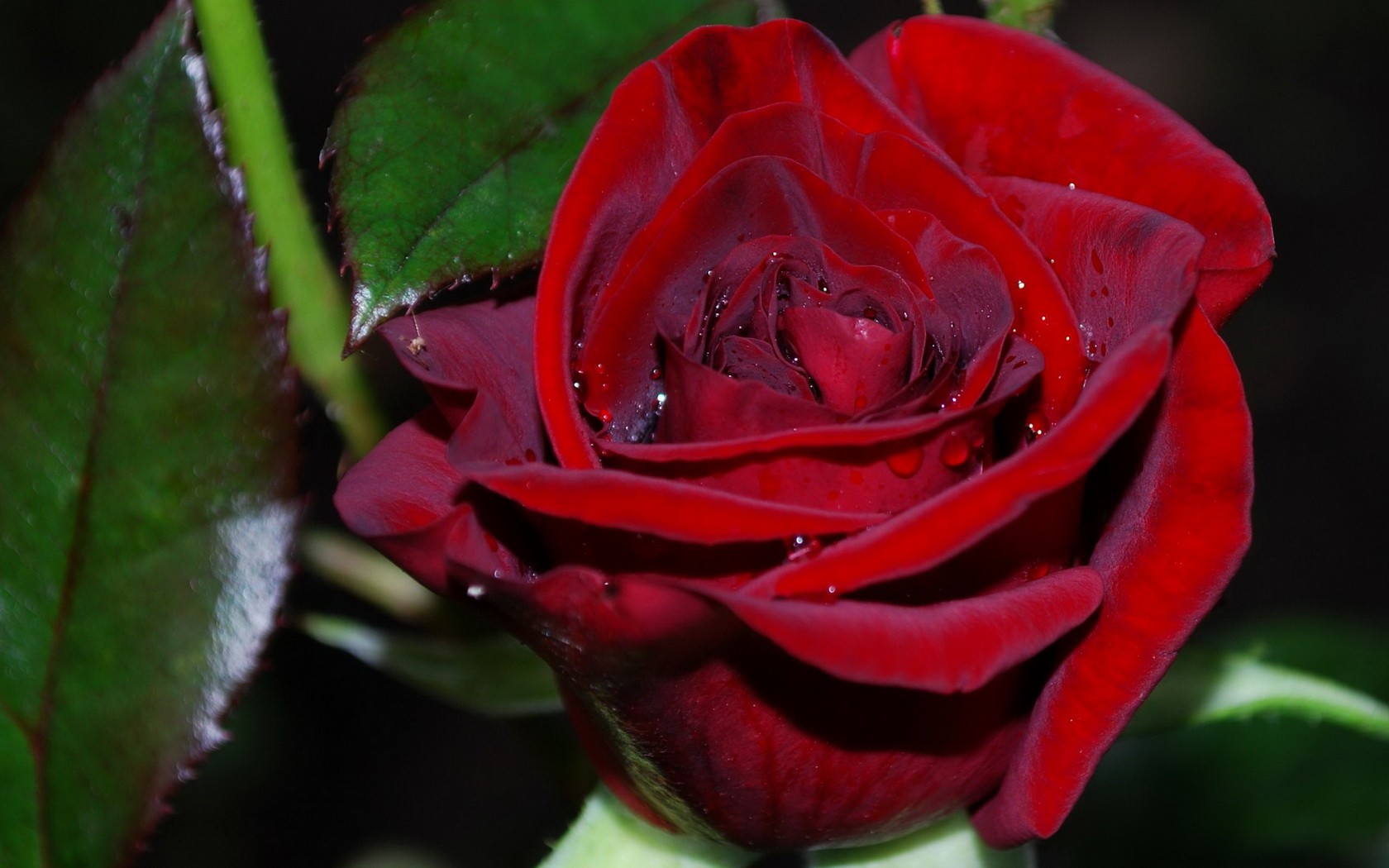 Rose Flower With Water Drop S - HD Wallpaper 