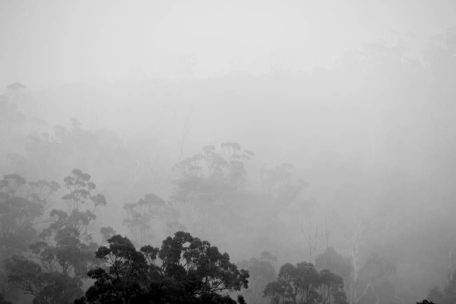 Fire On The Hill, Grayscale Photo Of Trees, Black And - Tree - HD Wallpaper 