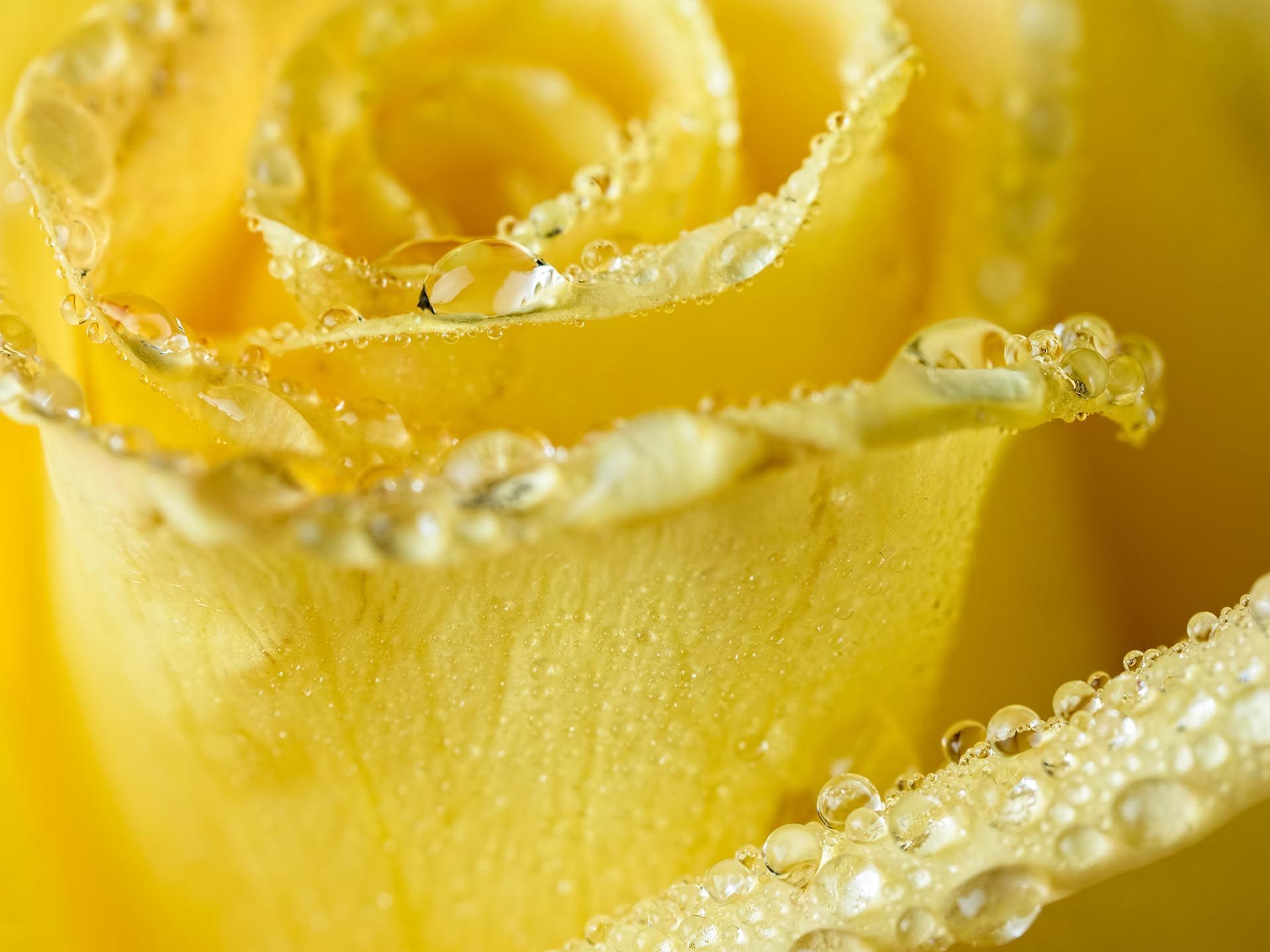 Full Type, Rose, Water Drops, Edward Meza Free - Roses In Water Drops - HD Wallpaper 