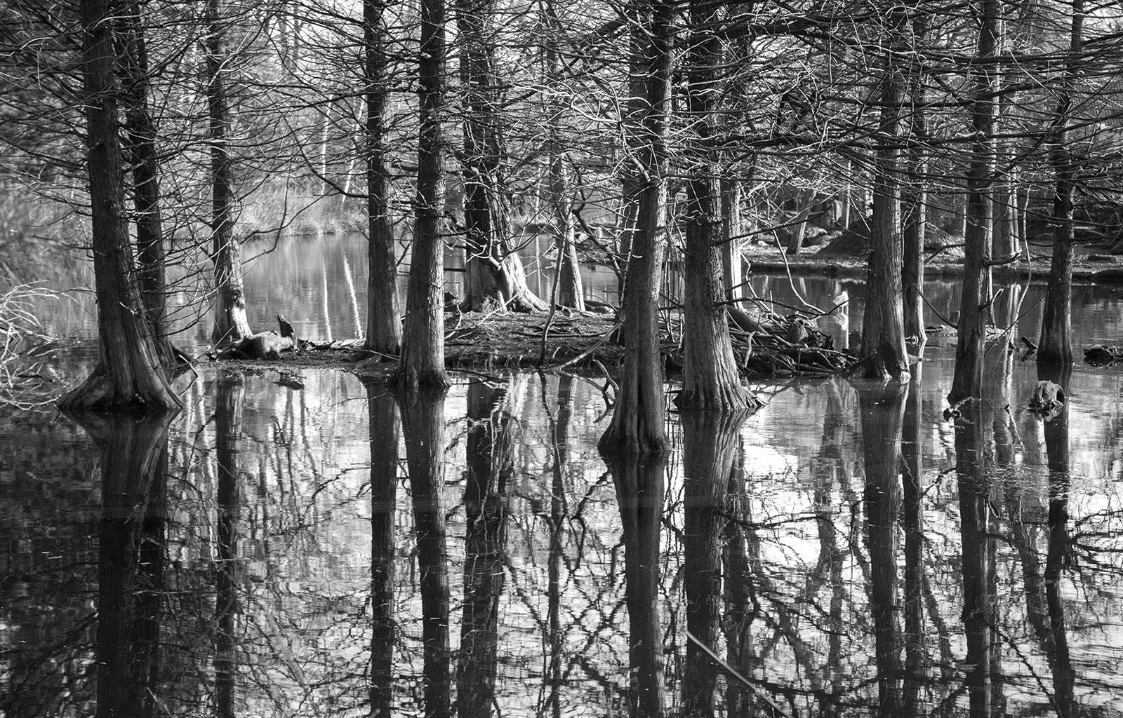 Grove - HD Wallpaper 