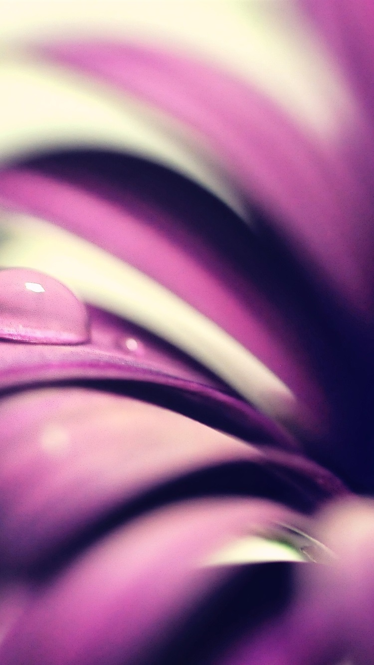 Iphone Wallpaper Purple Flower Petals Close-up, Water - Pink Purple Flower Iphone - HD Wallpaper 