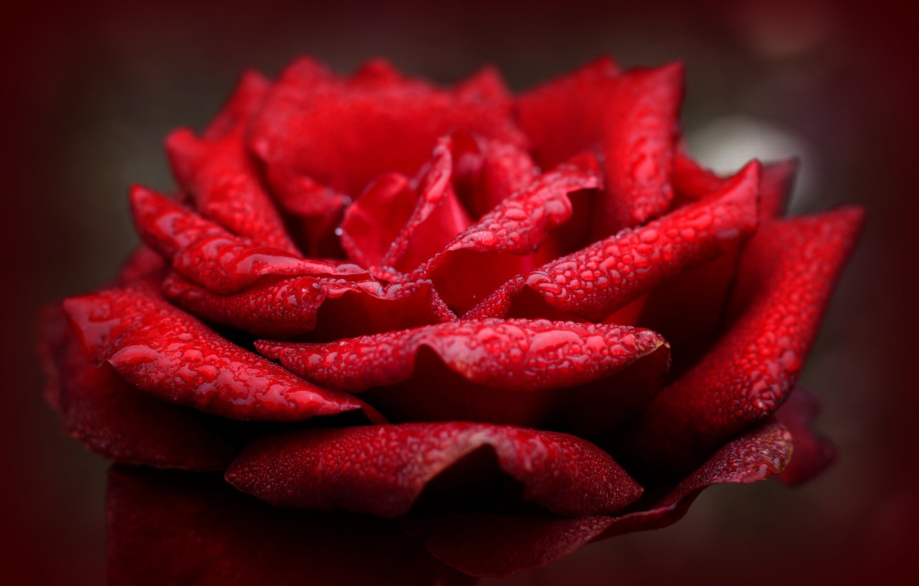 Photo Wallpaper Flower, Macro, Nature, Rose, Bud, Flowers, - Good Morning Happy Valentines Day - HD Wallpaper 