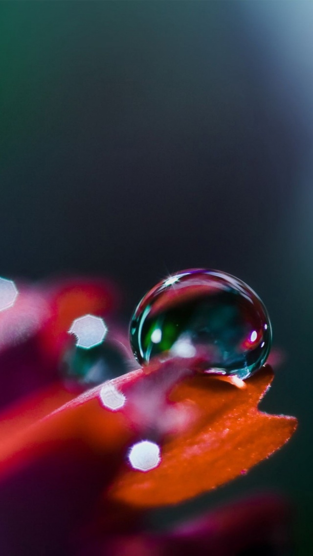 Water Drop On Plants - HD Wallpaper 