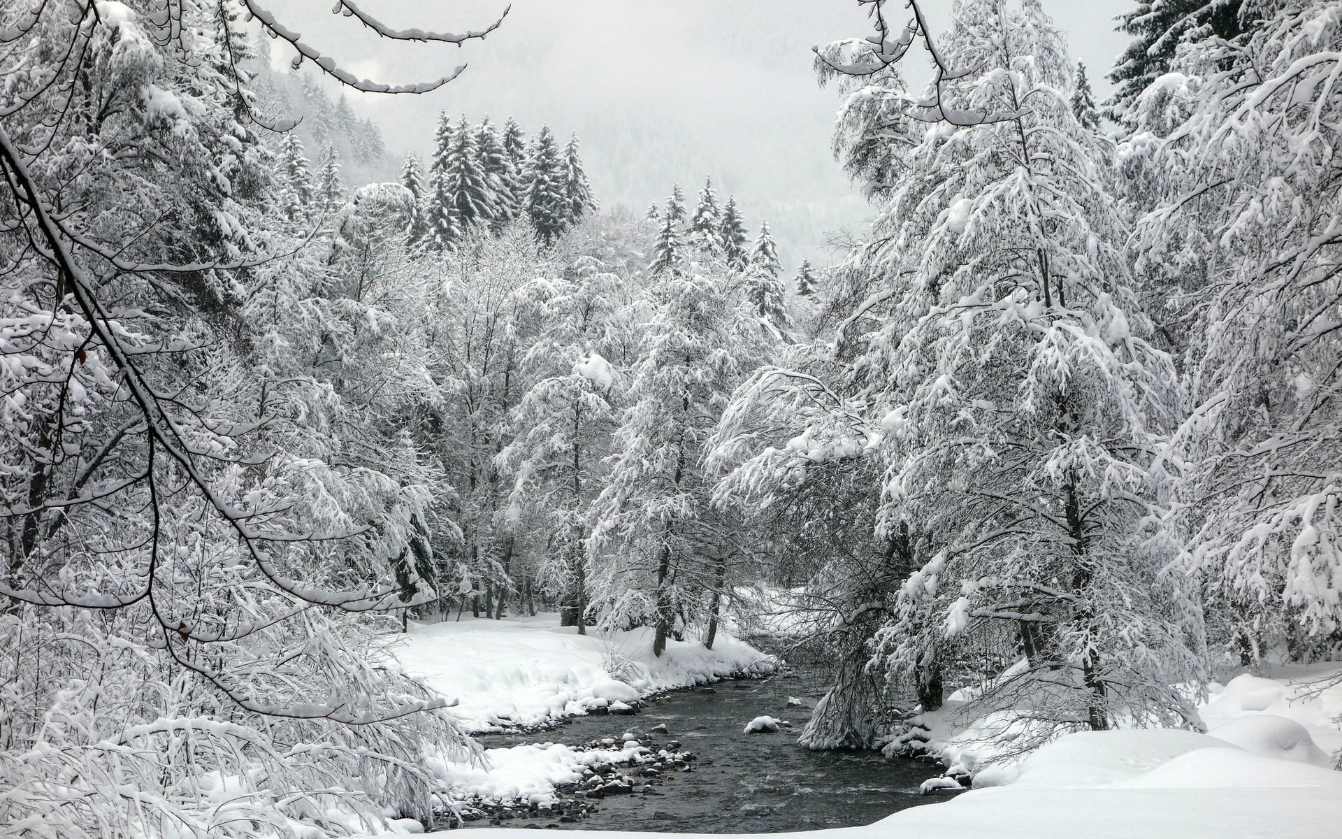 White Forest Wallpaper - Fondo De Pantallas Bosques Blancos - HD Wallpaper 