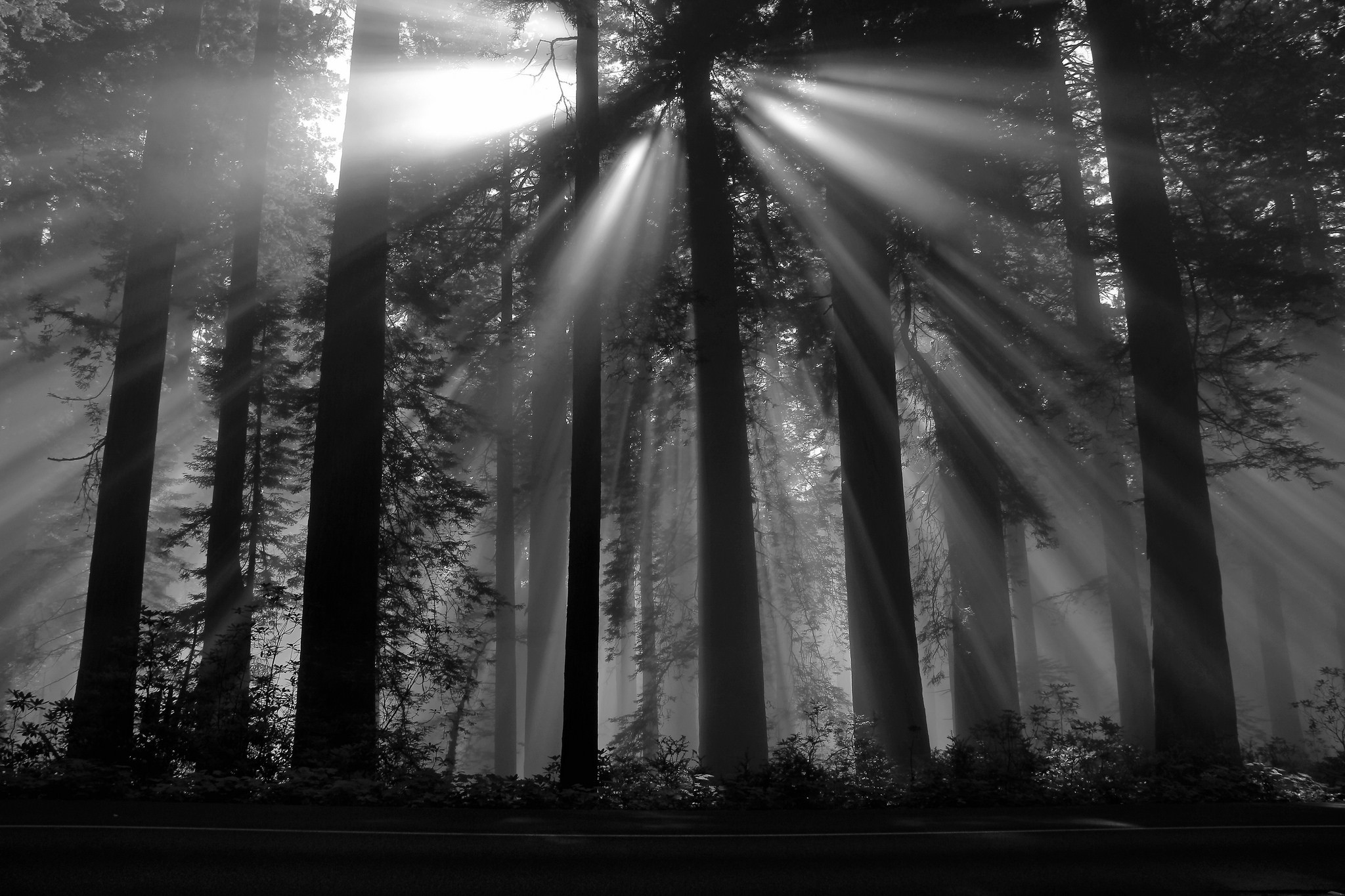 Photography, Nature, Black Forest, Sun Rays, Dark, - Black Tree Wallpaper Hd - HD Wallpaper 