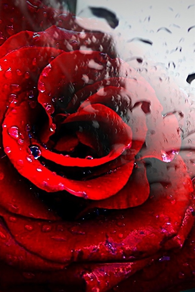 Iphone Wallpaper Red Rose, Glass, Water Drops - Water Glass Rose Hd -  640x960 Wallpaper 