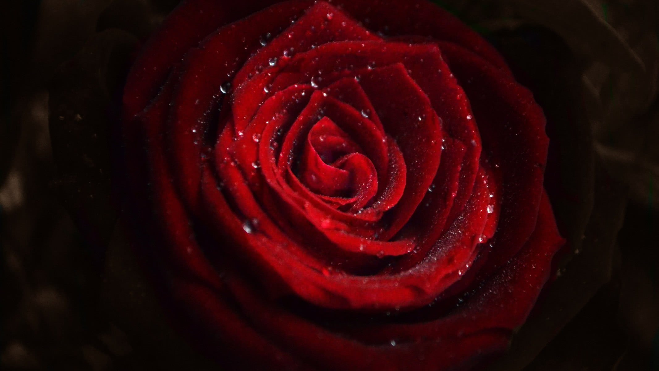 Rose Flower Water Drops - 4k Ultra Hd Wallpaper Rose - HD Wallpaper 