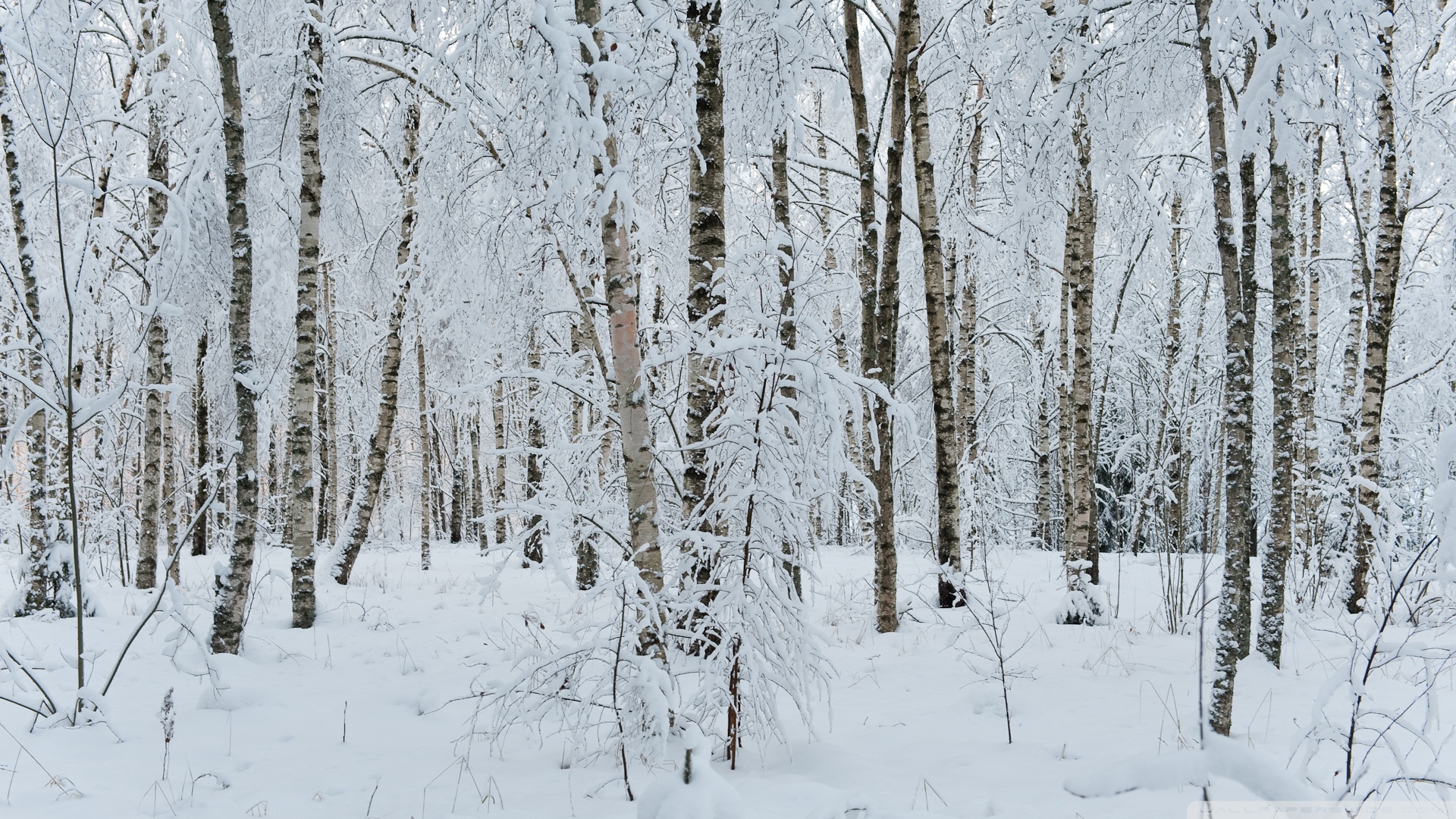 Mobile Phone - HD Wallpaper 