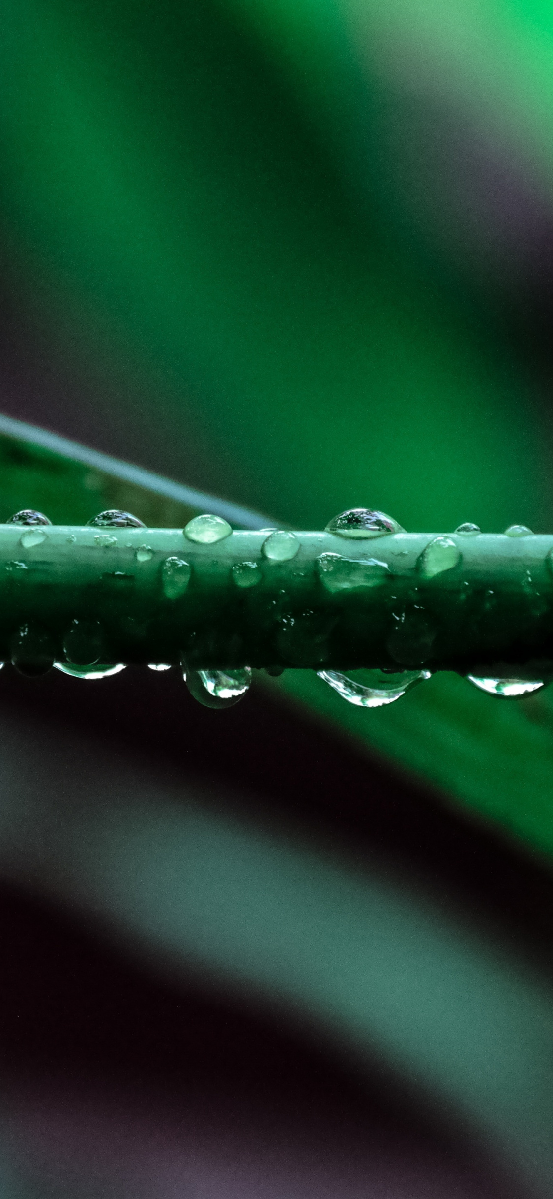 Water Drops, Leaf, Close Up, Wallpaper - Macro Photography - HD Wallpaper 