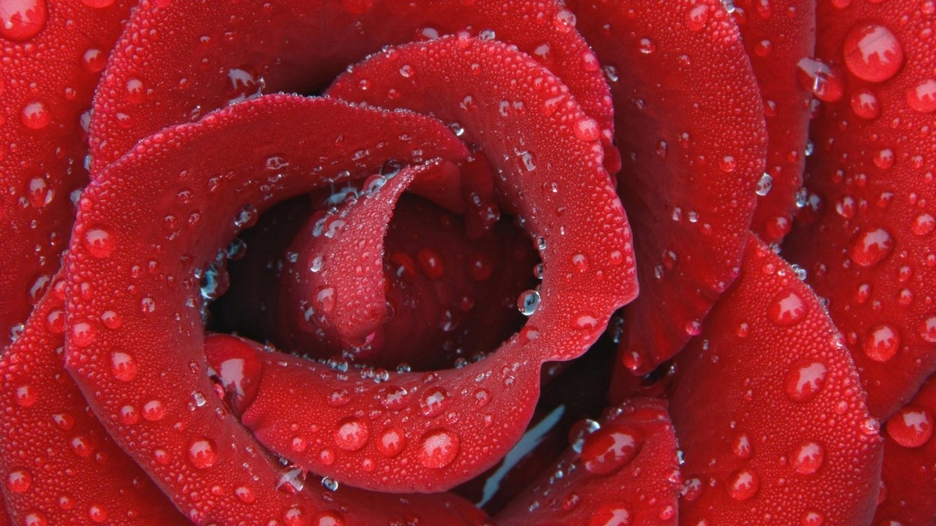 Water Drops On Red Rose Wallpapers - Full Hd Images Of Flowers - HD Wallpaper 