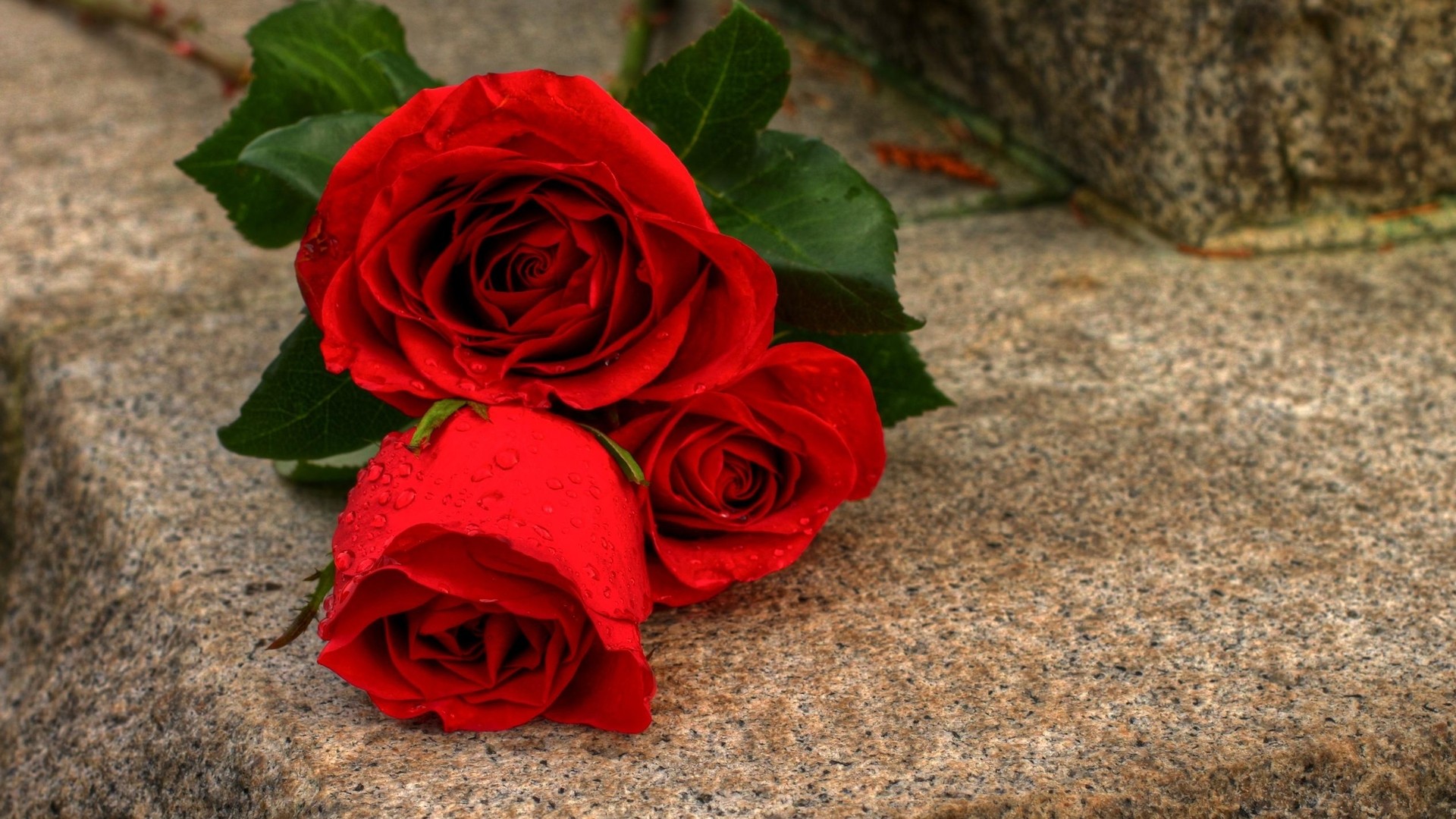 Gulab Flower Image Download - 1920x1080 Wallpaper Gulab Flower Image Download - 1920x1080 Wallpaper