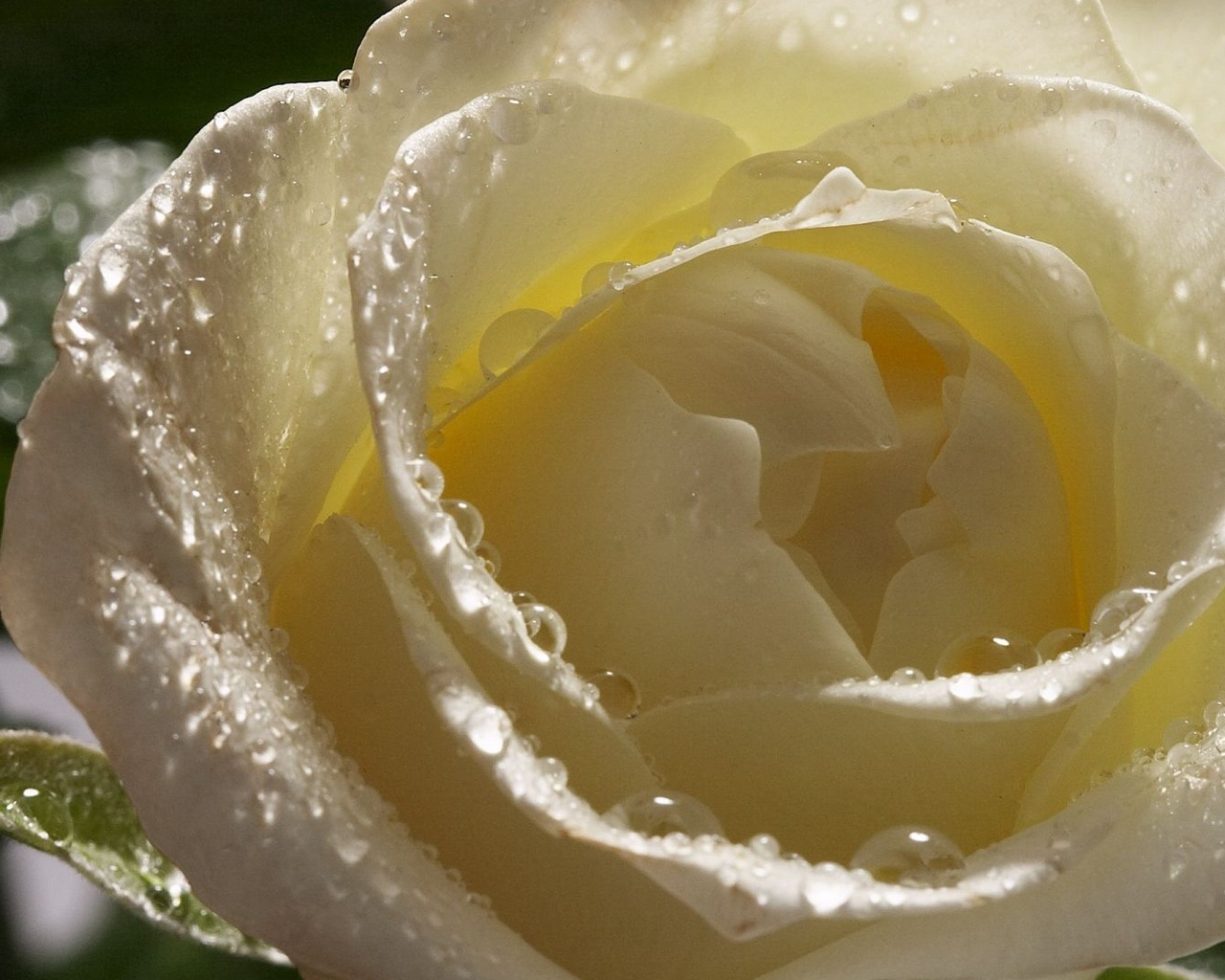 Wallpaper White Rose, Petals, Drops - Water Drops White Rose Hd - HD Wallpaper 