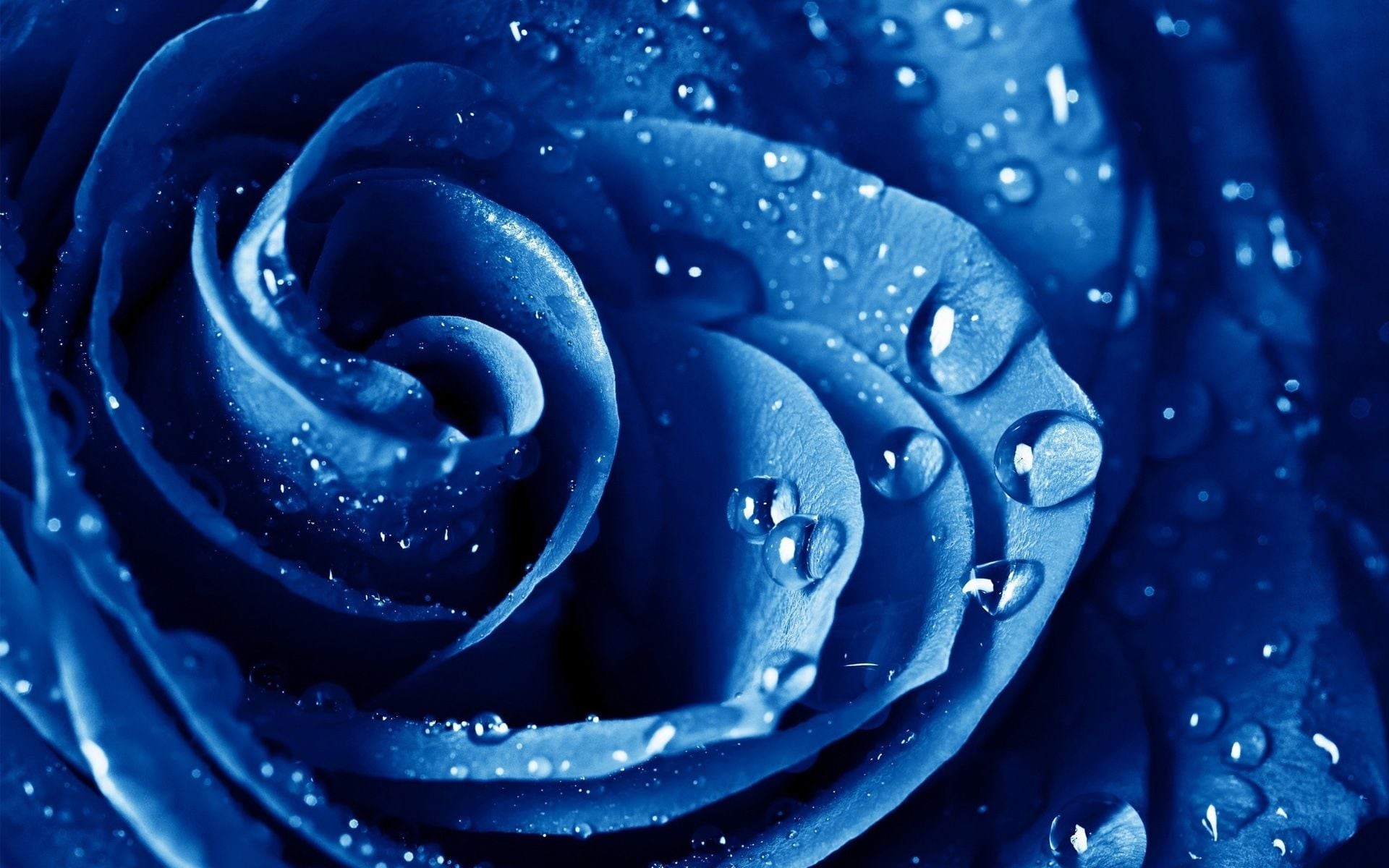 Water Drops Blue Rose Backgrounds 
 Data Src Download - Blue Rose Wallpaper Hd - HD Wallpaper 