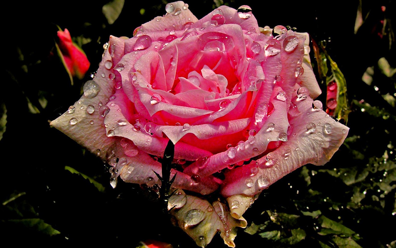 3d Water Drop Flower Wallpapers Free Download - HD Wallpaper 