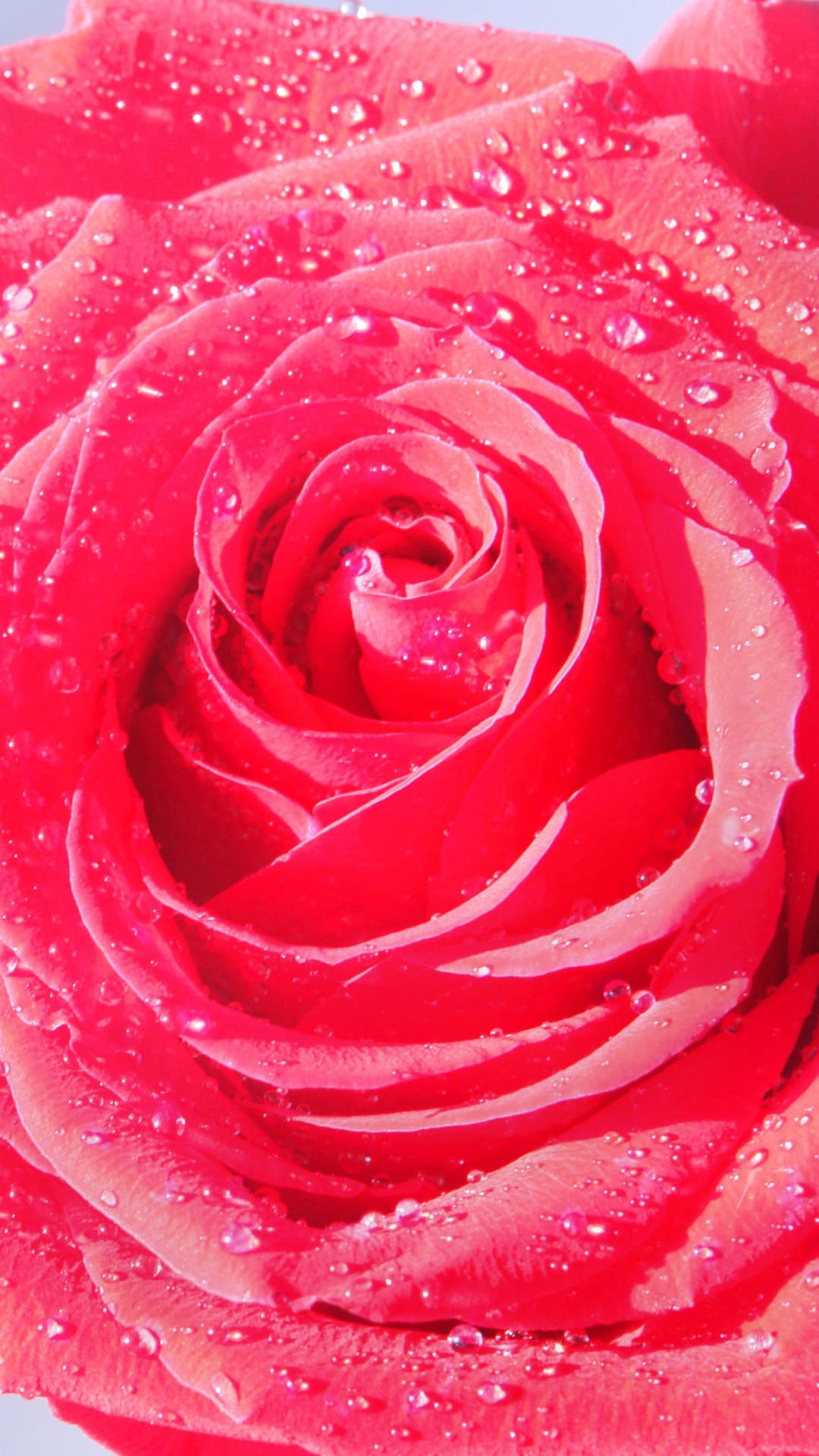 Rose Red Iphone 7 - HD Wallpaper 