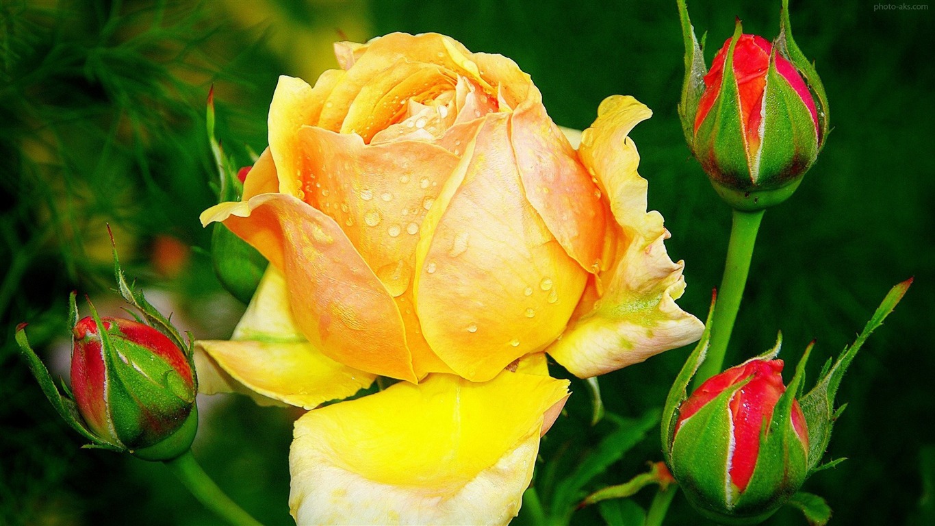 Yellow Rose Water Drops-photo Hd Wallpapers2015 - Beautiful Rose And Yellow Hd - HD Wallpaper 