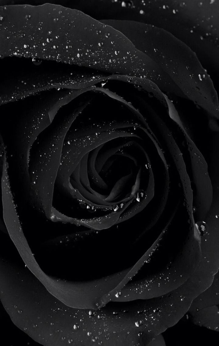 Black Rose With Water Drops - HD Wallpaper 
