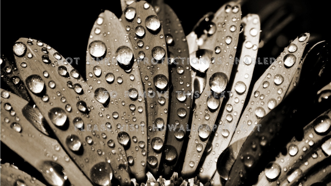 Sephia Water Drops Hd 768 1366 Abstract 3d - Water Droplets On Rose Petals - HD Wallpaper 