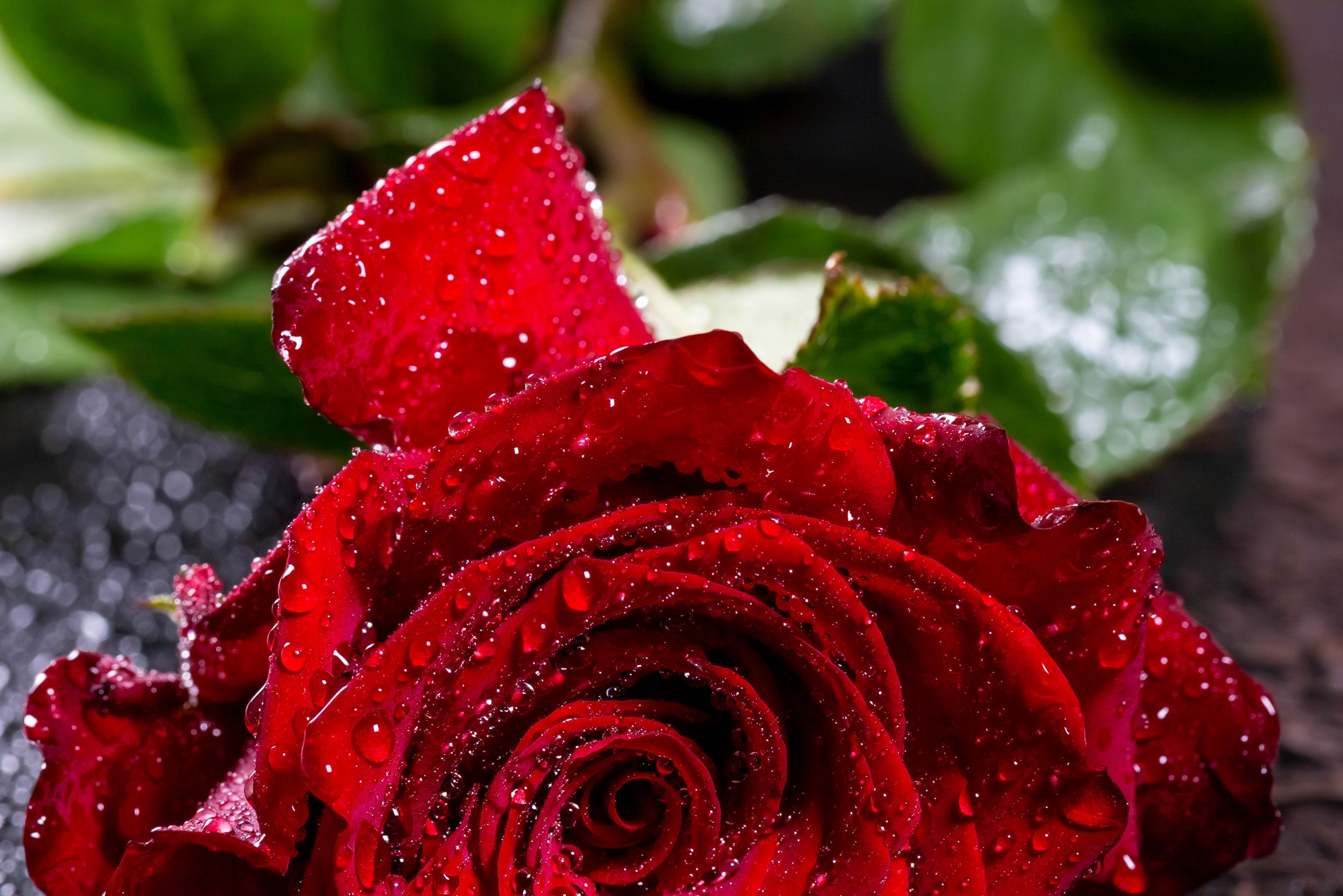 Red Rose, Water Drops, Macro, Petals - Background Rose Full Hd - HD Wallpaper 