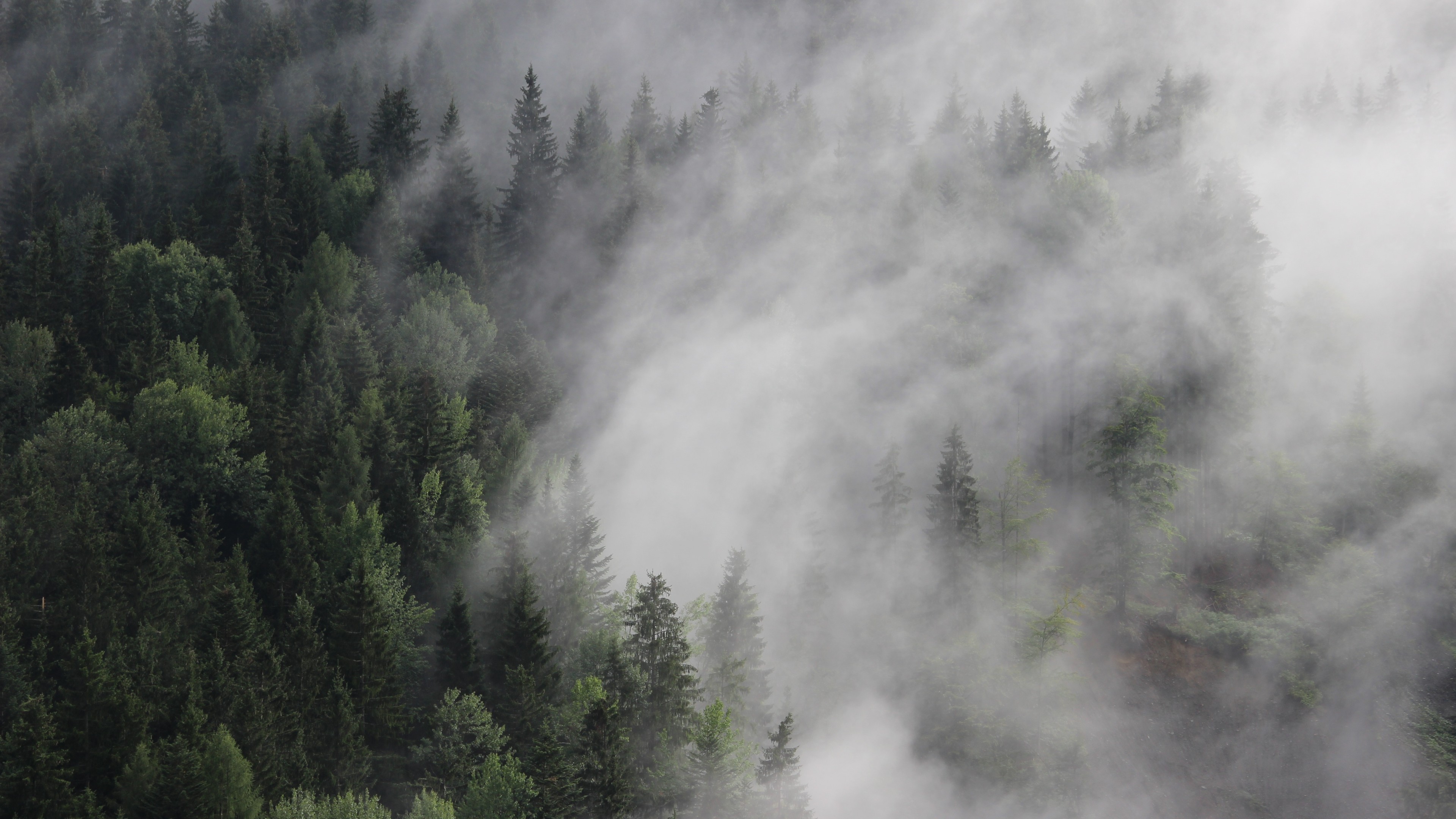 Forest Fog Wallpaper 4k - HD Wallpaper 