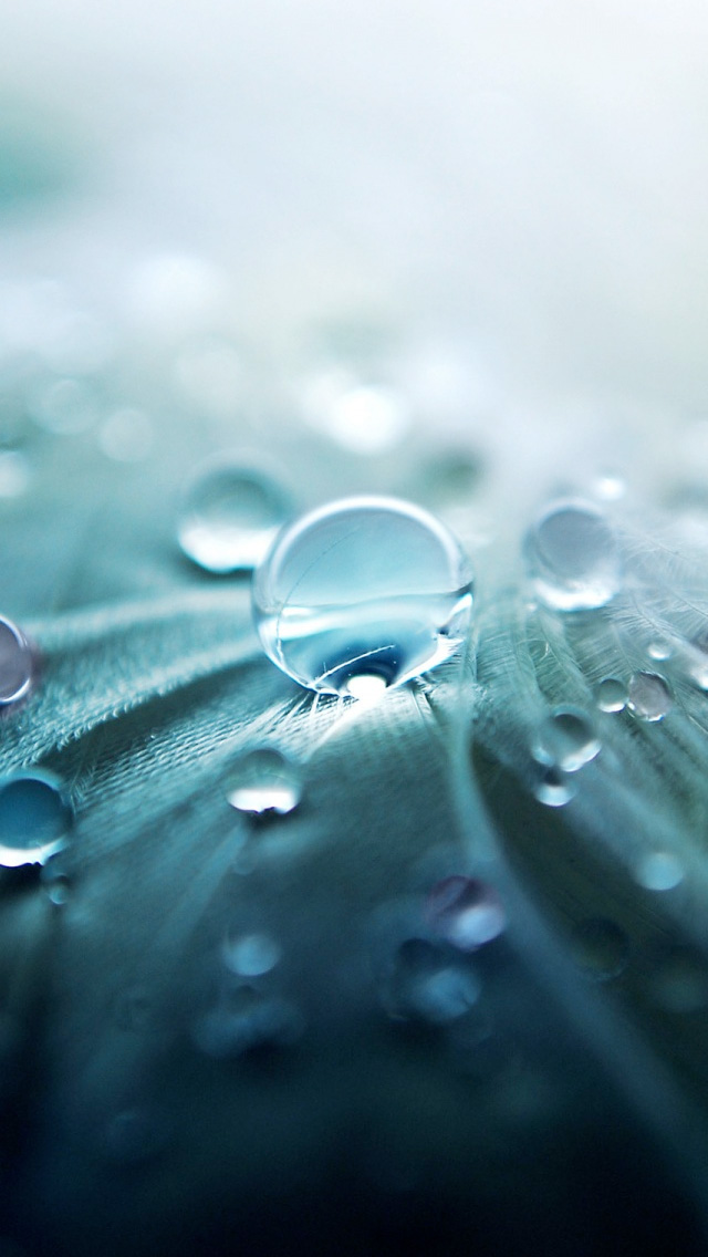 Iphone 8 Plus Wallpapers Macros - HD Wallpaper 