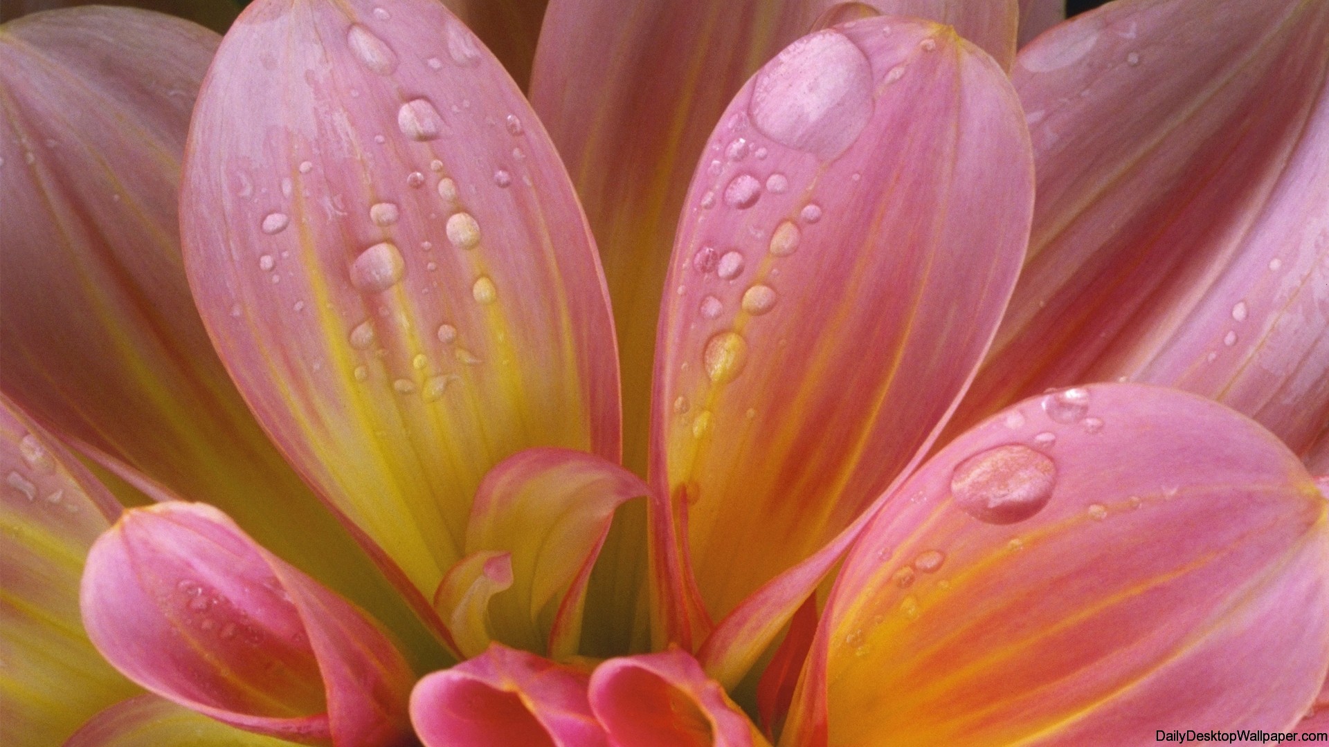 Water Drop Wallpaper Hd Android Apps On Google Play - Stunning Beautiful Floral - HD Wallpaper 